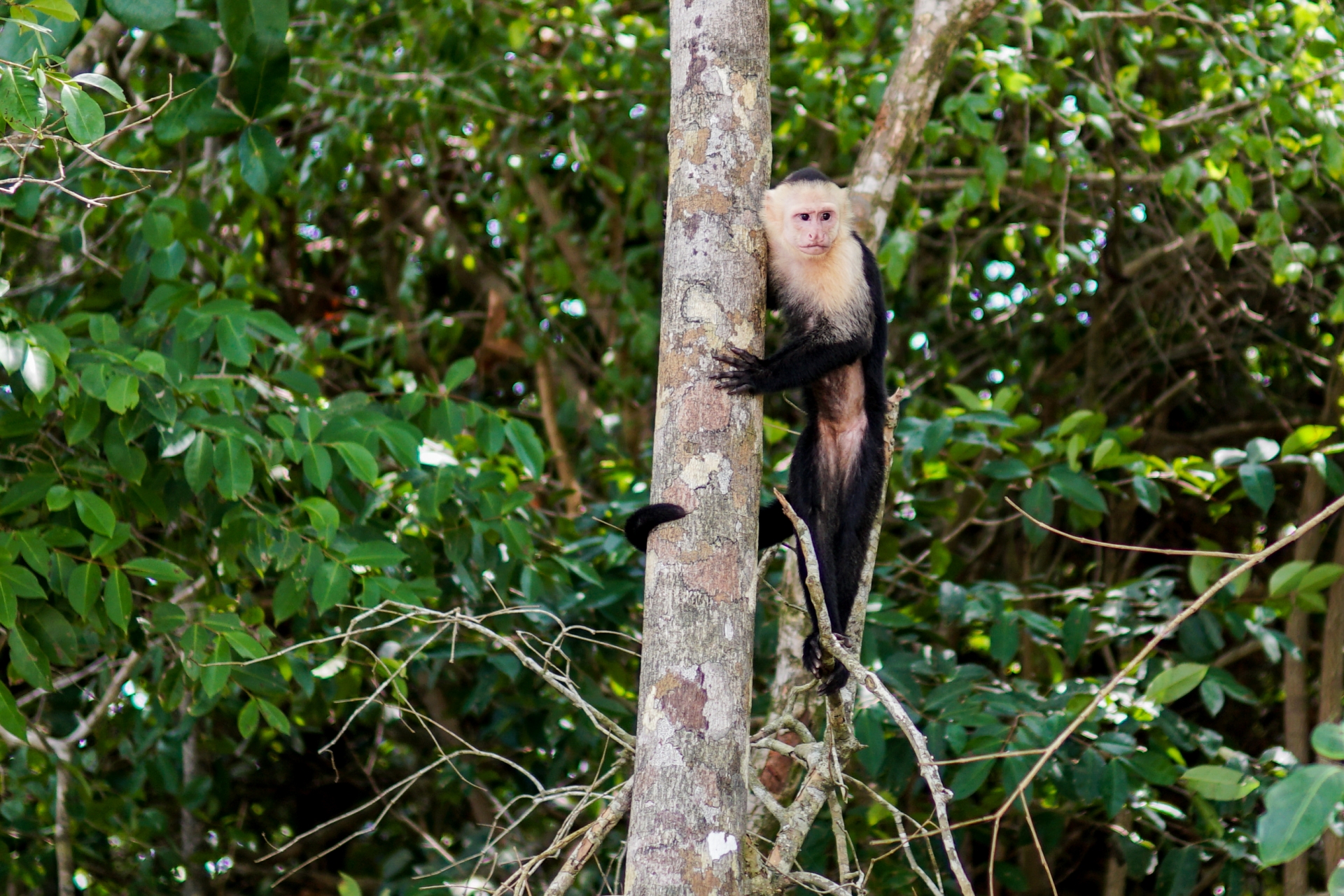 Monkey Nicaragua