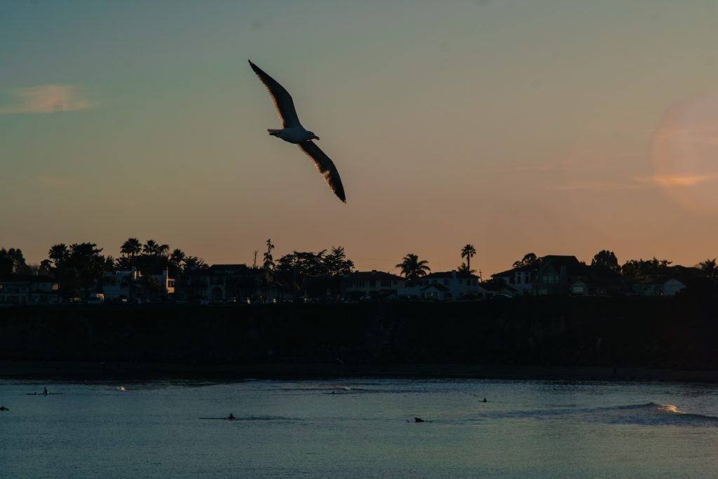 Beach Sunset Seagull