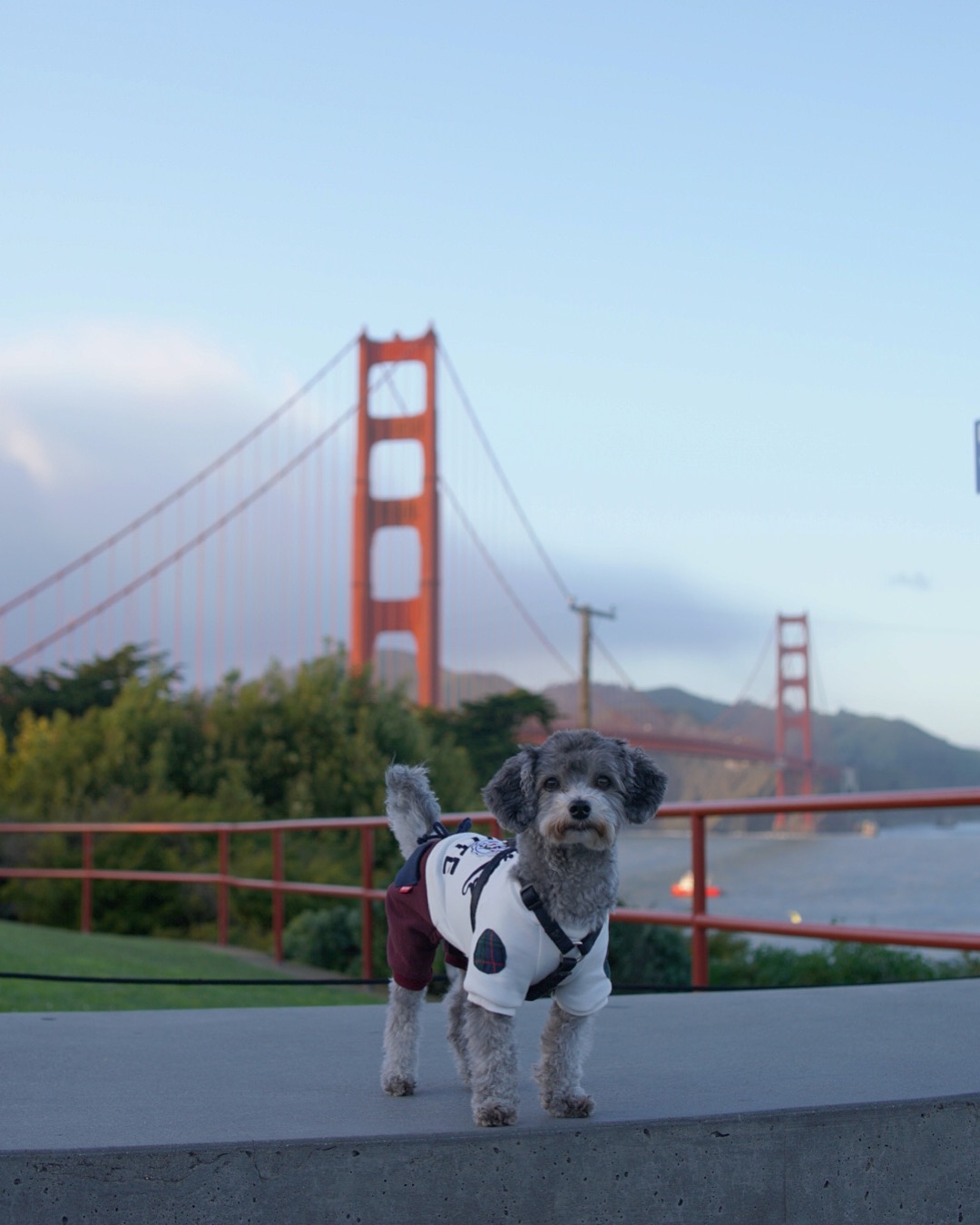 Cute Maltipoo Dog Golden Gate Bridge