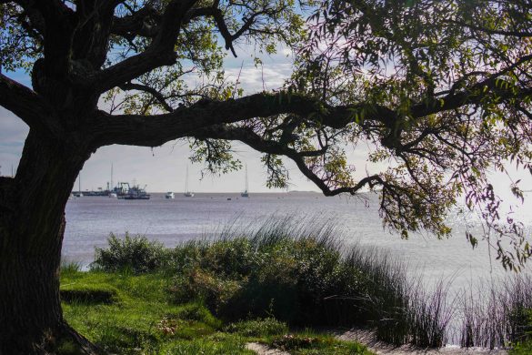Colonia Uruguay Tree River View