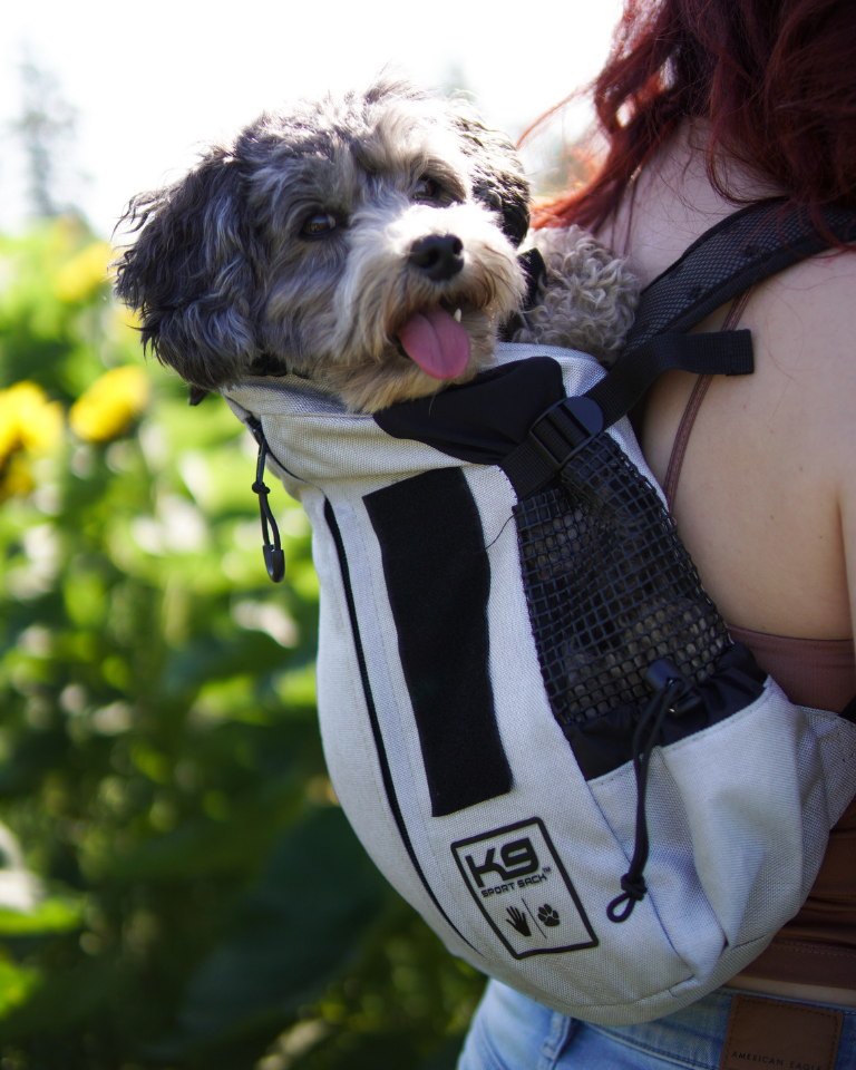 Cute dog in K9 Sportsak Dog Backpack