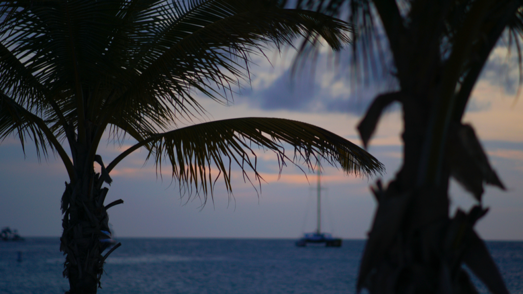 Aruba Sunset Palm Tree