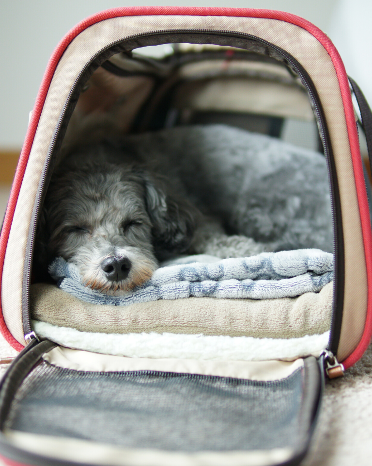 Small dog in bag sleeping