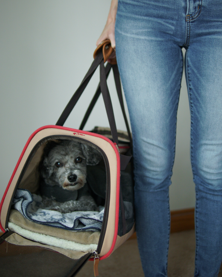 Small dog in carrier bag