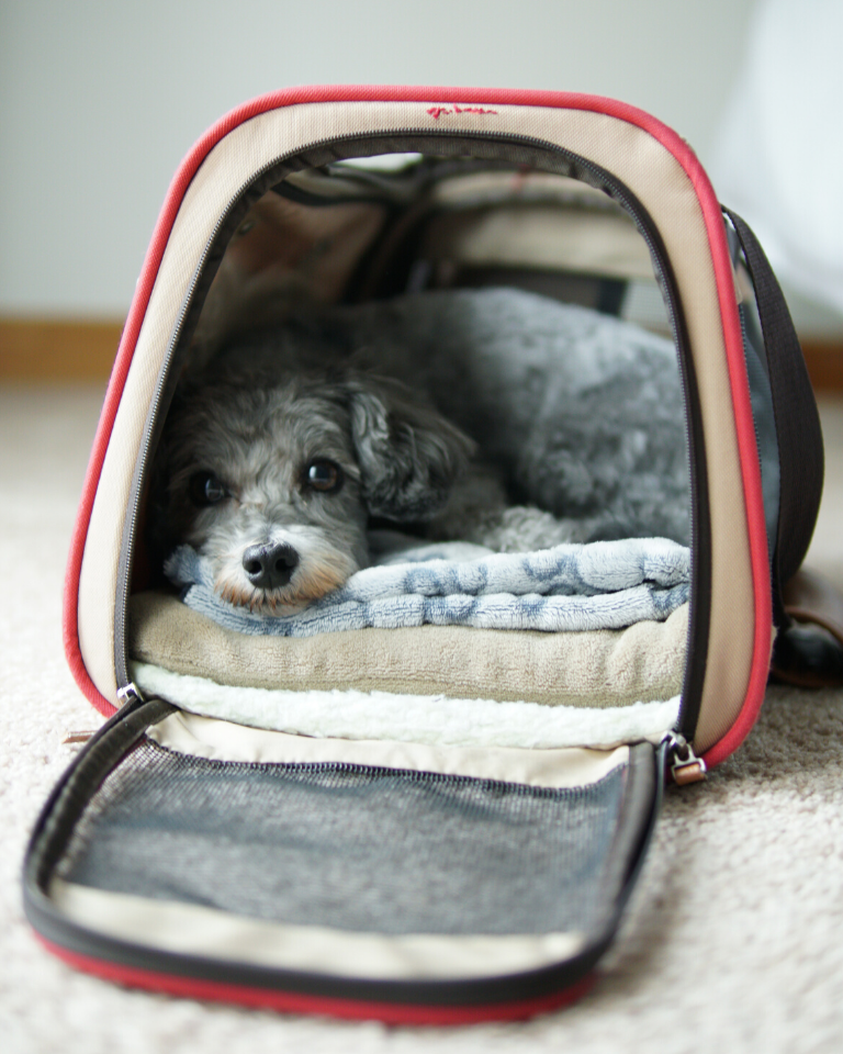 Cute dog in carrier bag
