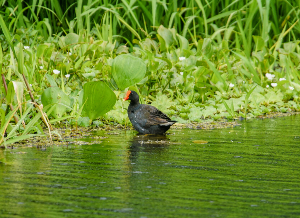 Bird Gatun Lake Gamboa