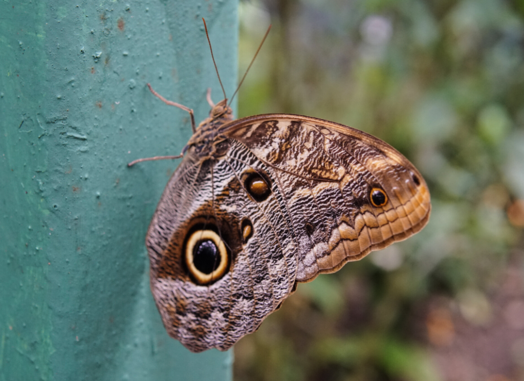 Owl Butterfly Gamboa