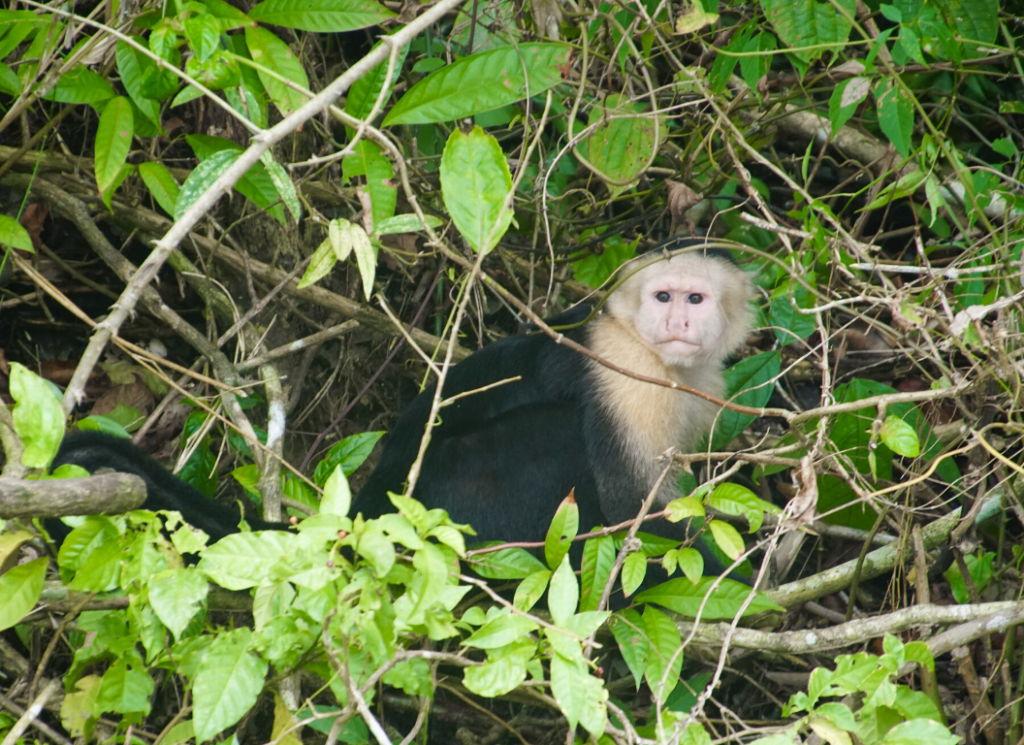 Capuchin Monkey Panama Gamboa