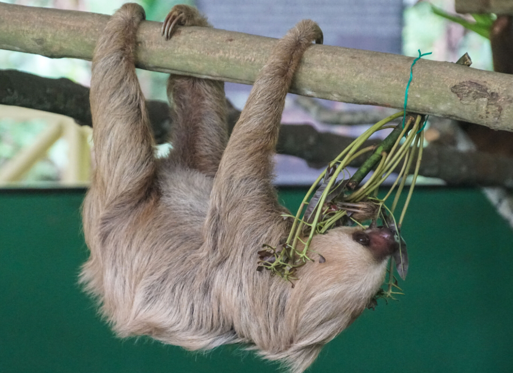 Sloth Sanctuary Gamboa