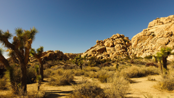 Lesbian Travel Guide to Joshua Tree, California - Lez See the World