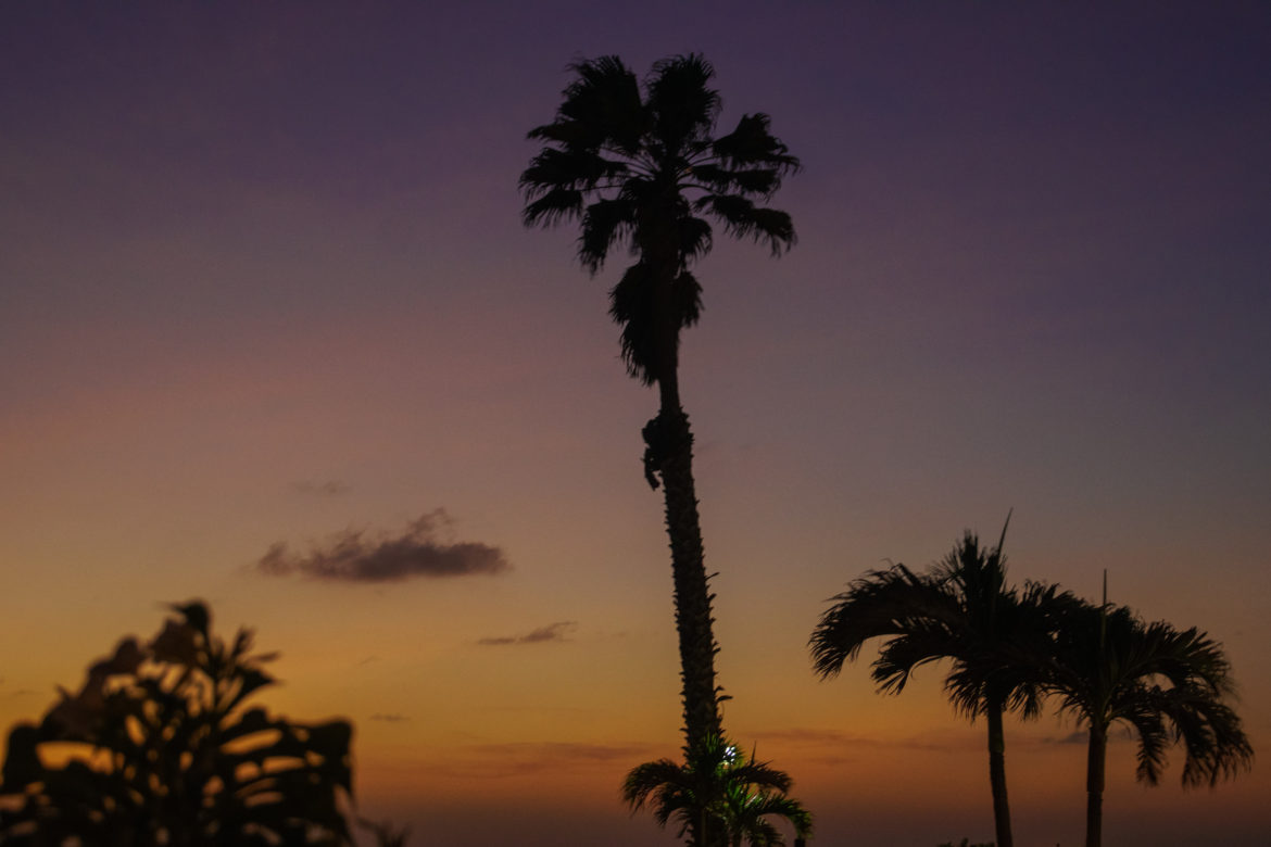 Palm Tree Sunset