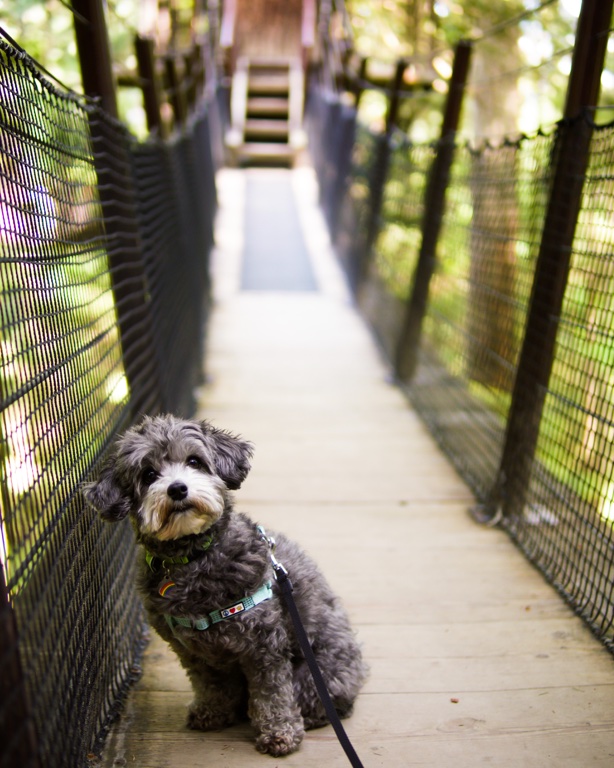 Capilano Suspension Bridge Dog