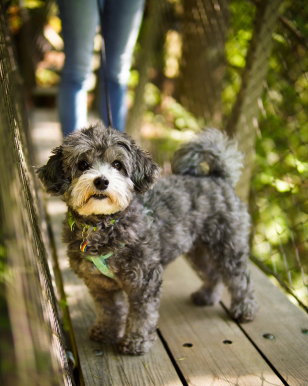 Capilano Suspension Bridge Dog