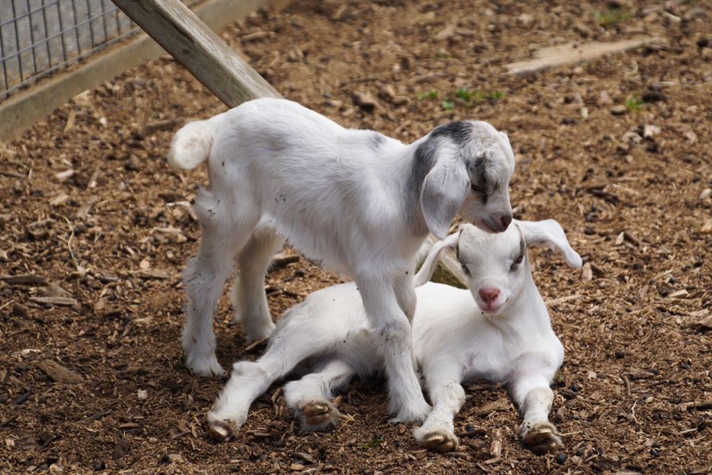 Taves Farm Goats