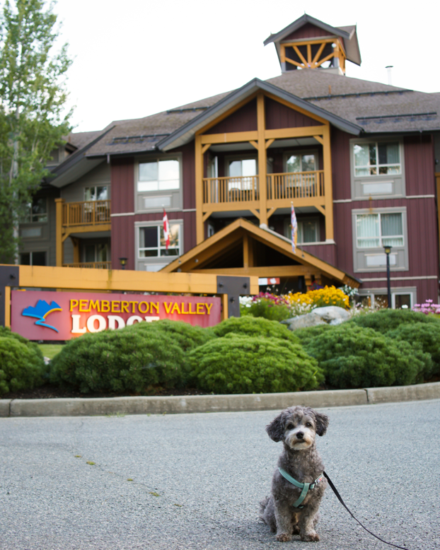 Cute dog Pemberton Valley Lodge BC
