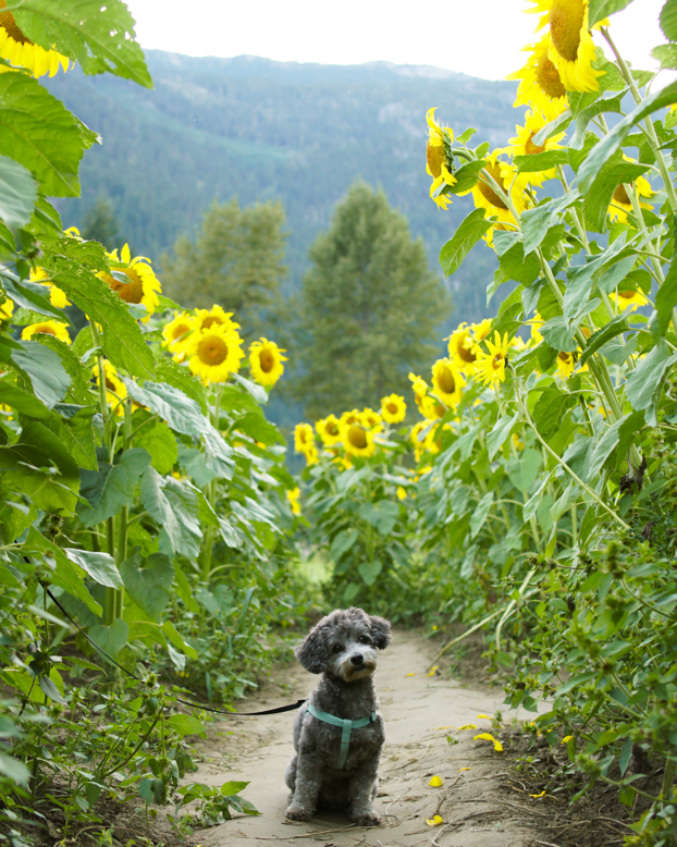 Cute Dog Sunflower Farm