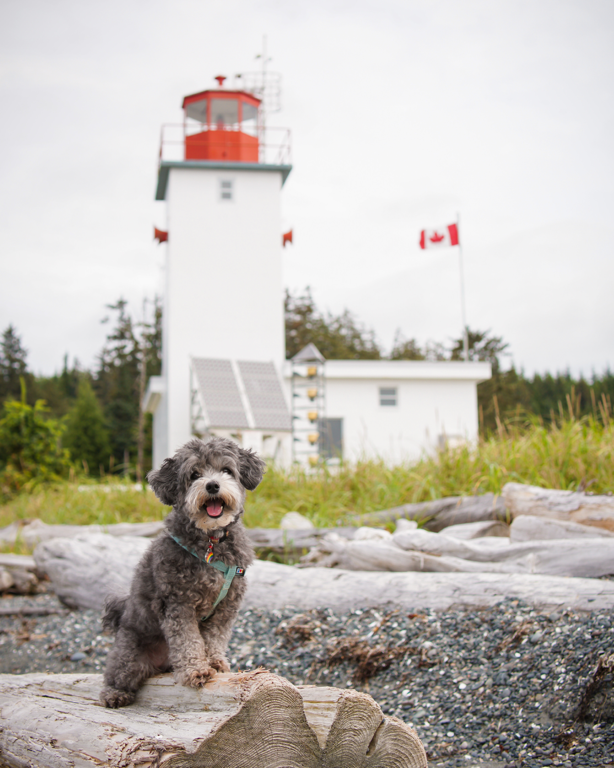 Malcolm Island Lighthouse Cute Dog