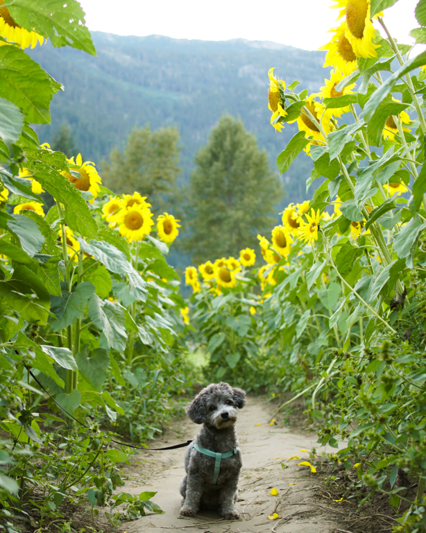 Pemberton BC Sunflower Farm Cute Dog