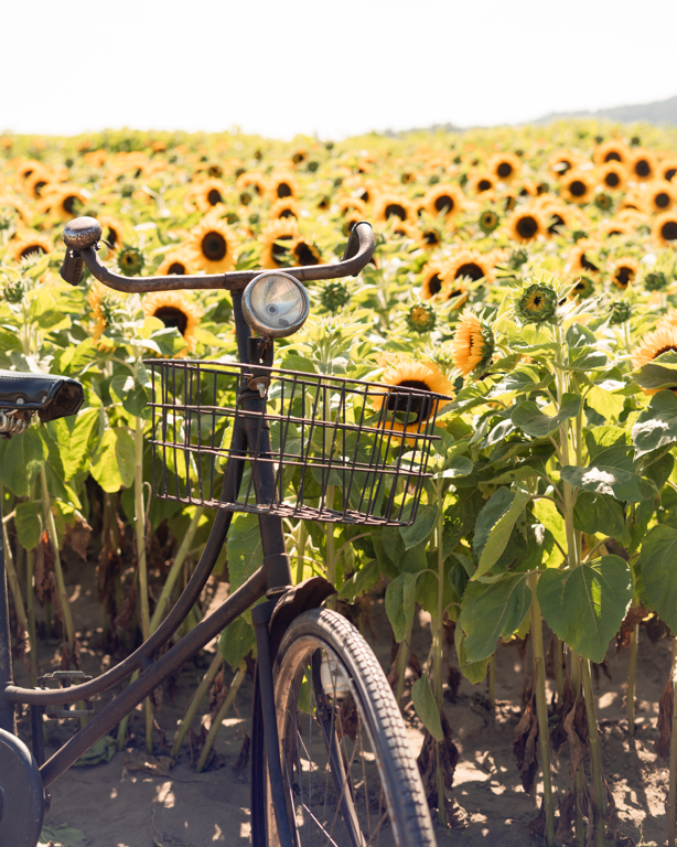 Sunflower Farm Bike