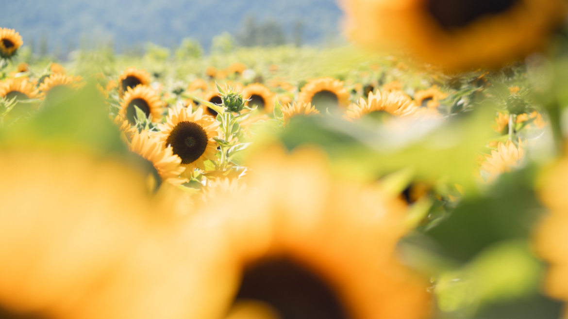 Sunflower Farm