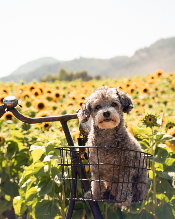 Sunflower Farm Cute Dog